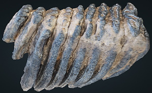 ナウマンゾウ　右下顎第1大臼歯