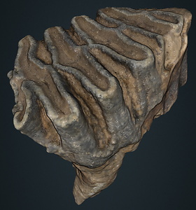 ナウマンゾウ　左下顎第1大臼歯