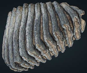 ナウマンゾウ　右上顎第2大臼歯