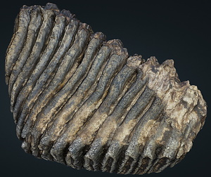 ナウマンゾウ　左上顎第3大臼歯