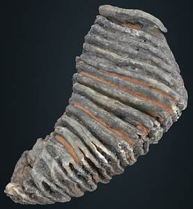 ナウマンゾウ　右上顎第3大臼歯