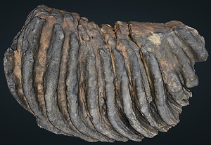 ナウマンゾウ　左下顎第3大臼歯