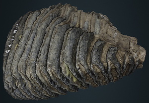 ナウマンゾウ　右上顎第3大臼歯