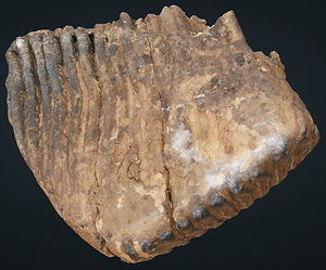 ナウマンゾウ　左上顎第3大臼歯