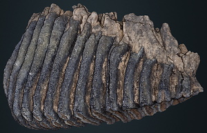 ナウマンゾウ　右上顎第3大臼歯