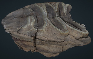 ナウマンゾウ　脱落歯