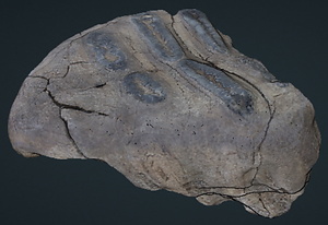 ナウマンゾウ　脱落歯