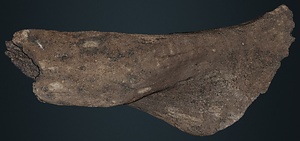 ナウマンゾウ　右上腕骨