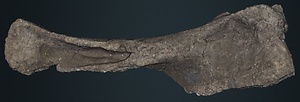 ナウマンゾウ　右上腕骨