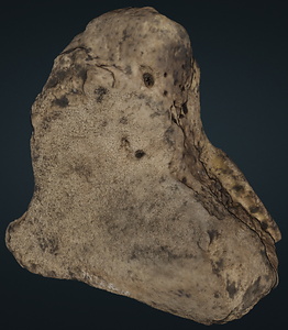 ナウマンゾウ　左月状骨