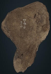 ナウマンゾウ　左三角骨