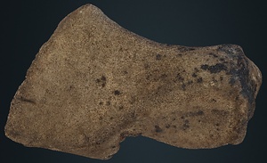 ナウマンゾウ　左小菱形骨