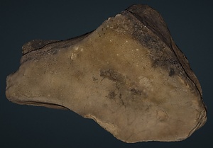 ナウマンゾウ　右小菱形骨