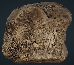 ナウマンゾウ　左大菱形骨