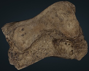 ナウマンゾウ　左有頭骨