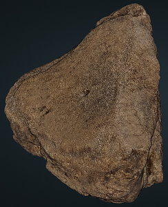 ナウマンゾウ　左有鈎骨