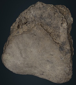 ナウマンゾウ　左有鈎骨