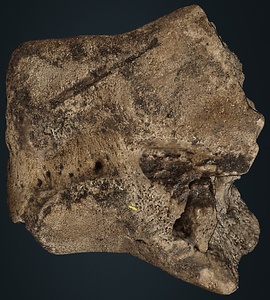 ナウマンゾウ　右有鈎骨