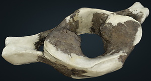 ナウマンゾウ　環椎