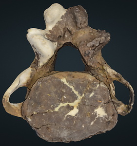 ナウマンゾウ　軸椎