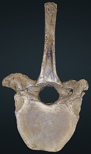 ナウマンゾウ　第14胸椎