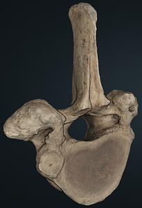 ナウマンゾウ　第16胸椎