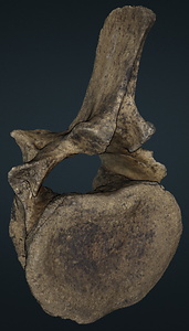 ナウマンゾウ　第2腰椎