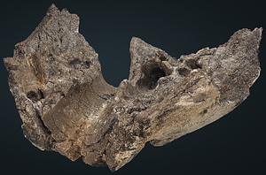 ナウマンゾウ　下顎骨