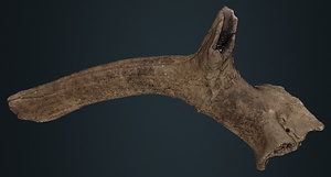 ヤベオオツノジカ　右角