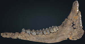 ヤベオオツノジカ　左下顎骨