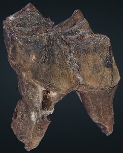 ヘラジカ　左下顎第2大臼歯