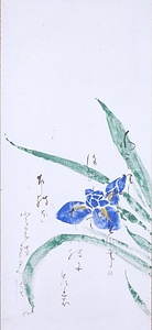 郡緑彩色杜若図