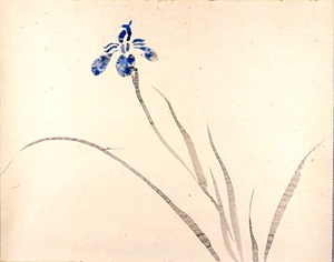 水墨岩彩あやめ図