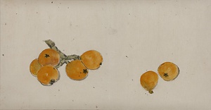 水墨淡彩びわ図