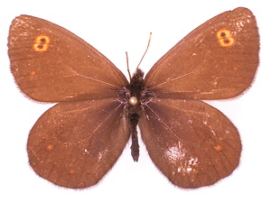 ジャノメチョウ