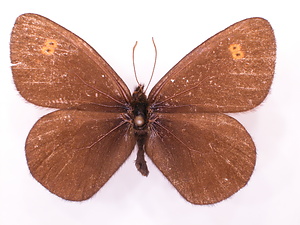 ジャノメチョウ