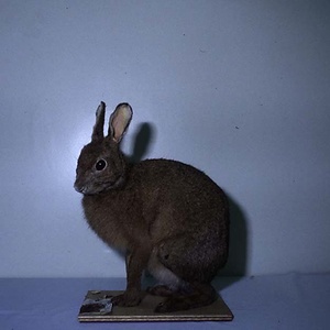 ニホンノウサギ