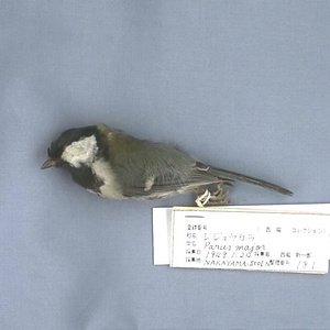 シジュウカラ