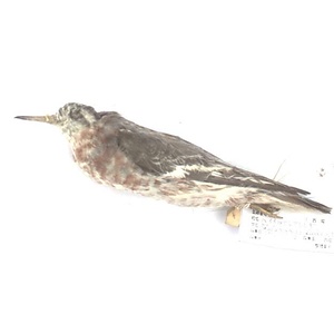 ハイイロヒレアシシギ