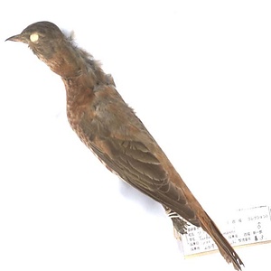 ハチジョウツグミ