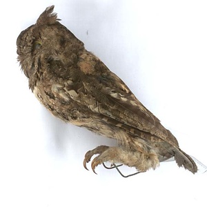 オオコノハズク