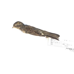 ミヤマホオジロ