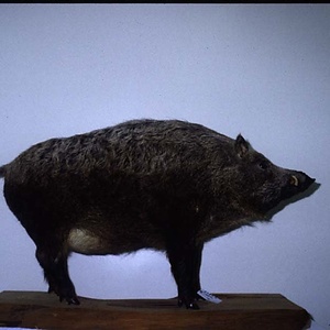 ニホンイノシシ