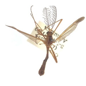 ツスグロクシヒゲガガンボ