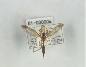 ツマグロクシヒゲガガンボ