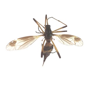 スネブトクシヒゲガガンボ