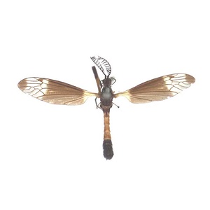 ベッコウガガンボ