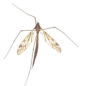 ハエ類等標本（田中コレコション）