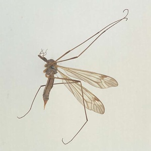 ハエ類等標本（田中コレコション）