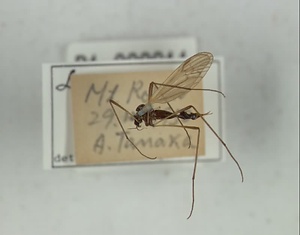 ハエ類等標本（田中コレコション）